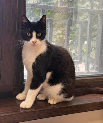 Castro, FIV-positiv, beschwerdefrei, europäische Hauskatze - Kater