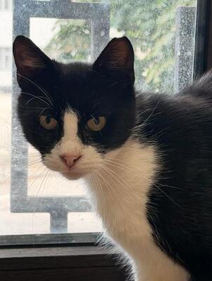 Castro, FIV-positiv, beschwerdefrei, europäische Hauskatze - Kater
