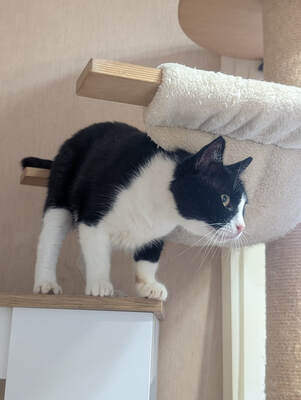 Castro, FIV-positiv, beschwerdefrei, europäische Hauskatze - Kater