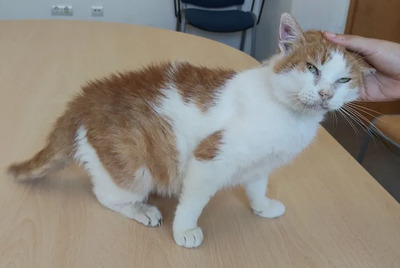 Cata - traurige Seniorin sucht schönen Lebensabend, EHK - Katze
