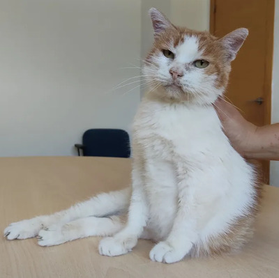 Cata - traurige Seniorin sucht schönen Lebensabend, EHK - Katze