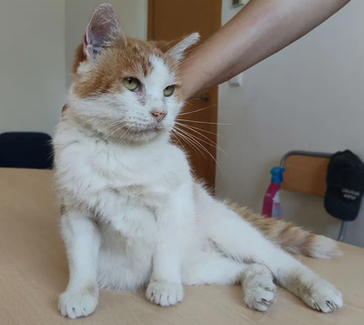 Cata - traurige Seniorin sucht schönen Lebensabend, EHK - Katze