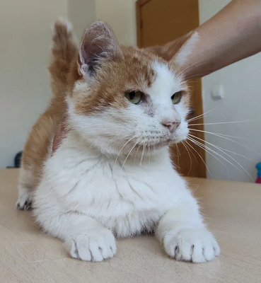 Cata - traurige Seniorin sucht schönen Lebensabend, EHK - Katze