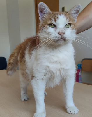 Cata - traurige Seniorin sucht schönen Lebensabend, EHK - Katze