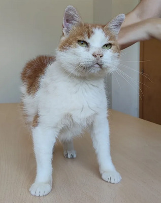 Cata - traurige Seniorin sucht schönen Lebensabend, EHK - Katze
