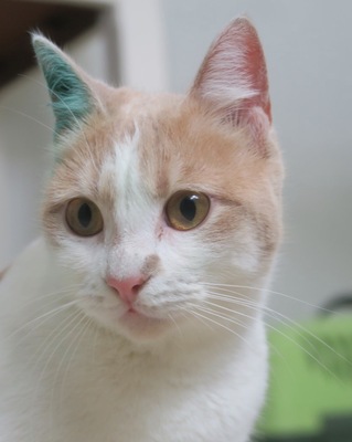 Catalina, Mix - Katze