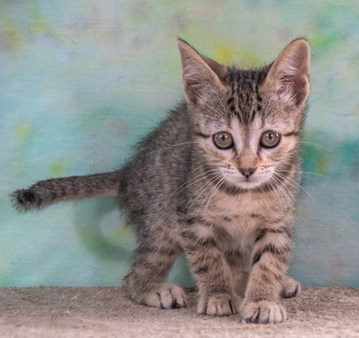 Cathy - kleines Katzenherz sucht ihr großes Glück, Mix - Katze