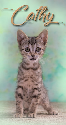 Cathy - kleines Katzenherz sucht ihr großes Glück, Mix - Katze