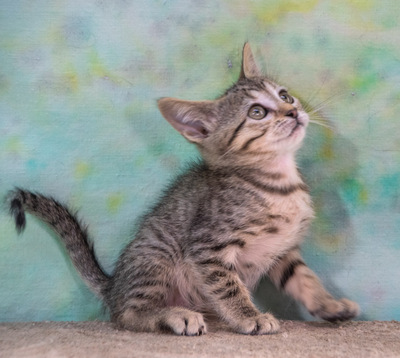 Cathy - kleines Katzenherz sucht ihr großes Glück, Mix - Katze