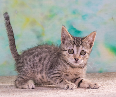 Cathy - kleines Katzenherz sucht ihr großes Glück, Mix - Katze