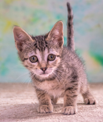 Cathy - kleines Katzenherz sucht ihr großes Glück, Mix - Katze