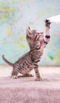 Cathy - kleines Katzenherz sucht ihr großes Glück, Mix - Katze