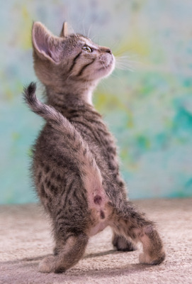 Cathy - kleines Katzenherz sucht ihr großes Glück, Mix - Katze