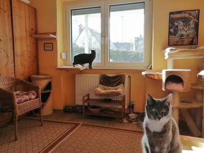 Catsitting Ansbach, Ansbacher Katzenpension, Hausbetreuung