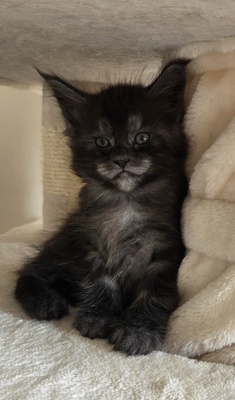 Cattery Kunogrand, MAINE COON KITTEN Jungtier - Kater