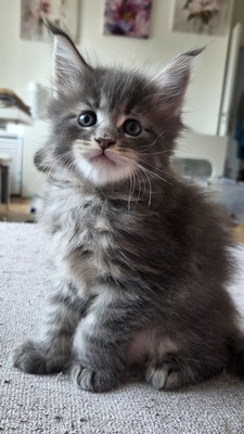 Cattery Kunogrand, MAINE COON KITTEN Jungtier - Kater