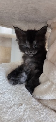 Cattery Kunogrand, MAINE COON KITTEN Jungtier - Kater