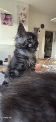 Cattery Kunogrand, MAINE COON KITTEN Jungtier - Kater