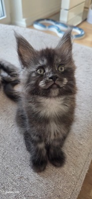 Cattery Kunogrand, MAINE COON KITTEN Jungtier - Kater