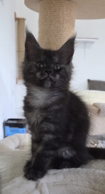 Cattery Kunogrand, MAINE COON KITTEN Jungtier - Kater