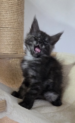 Cattery Kunogrand, MAINE COON KITTEN Jungtier - Kater