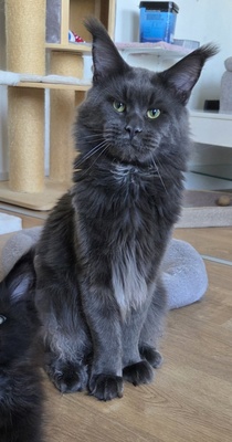 Cattery Kunogrand, MAINE COON KITTEN Jungtier - Kater