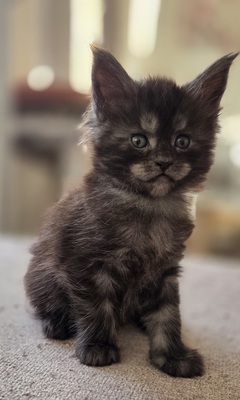 Cattery Kunogrand, MAINE COON KITTEN Jungtier - Kater