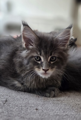 Cattery Kunogrand, MAINE COON KITTEN Jungtier - Kater