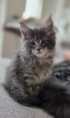 Cattery Kunogrand, MAINE COON KITTEN Jungtier - Kater