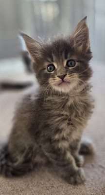 Cattery Kunogrand, MAINE COON KITTEN Jungtier - Kater