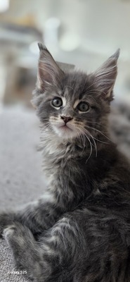 Cattery Kunogrand, MAINE COON KITTEN Jungtier - Kater
