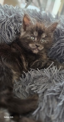 Cattery Kunogrand, MAINE COON KITTEN Jungtier - Kater
