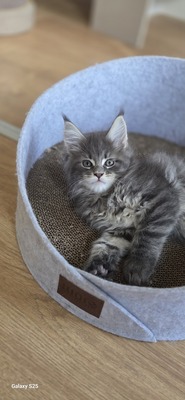 Cattery Kunogrand, MAINE COON KITTEN Jungtier - Kater