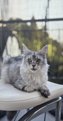 Cattery Kunogrand, MAINE COON KITTEN Jungtier - Kater
