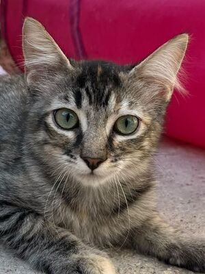 Cereza (geb. April 26) - EKH-Katze -leichte Ataxie