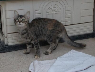 Cereza (geb. April 26) - EKH-Katze -leichte Ataxie, EKH - Katze