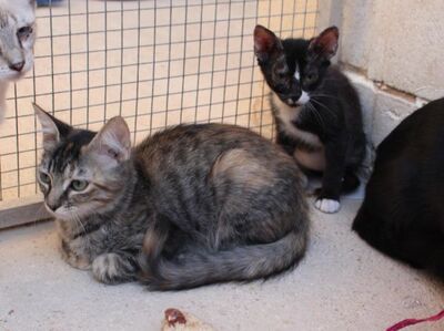Cereza (geb. April 26) - EKH-Katze -leichte Ataxie, EKH - Katze