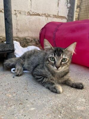 Cereza (geb. April 26) - EKH-Katze -leichte Ataxie, EKH - Katze