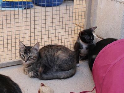 Cereza (geb. April 26) - EKH-Katze -leichte Ataxie, EKH - Katze