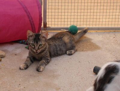 Cereza (geb. April 26) - EKH-Katze -leichte Ataxie, EKH - Katze