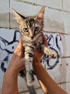 Cereza (geb. April 26) - EKH-Katze -leichte Ataxie, EKH - Katze