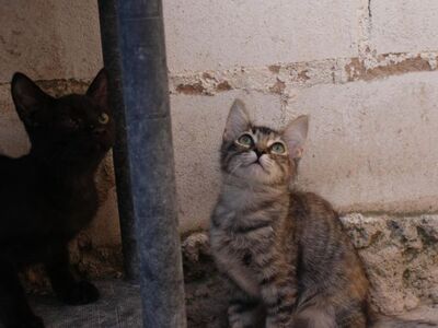 Cereza (geb. April 26) - EKH-Katze -leichte Ataxie, EKH - Katze