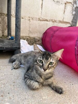 Cereza (geb. April 26) - EKH-Katze -leichte Ataxie, EKH - Katze