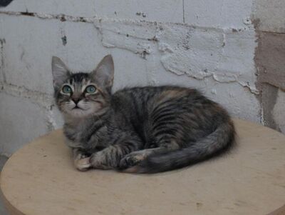 Cereza (geb. April 26) - EKH-Katze -leichte Ataxie, EKH - Katze