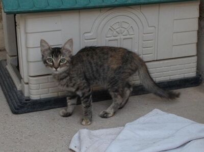 Cereza (geb. April 26) - EKH-Katze -leichte Ataxie, EKH - Katze