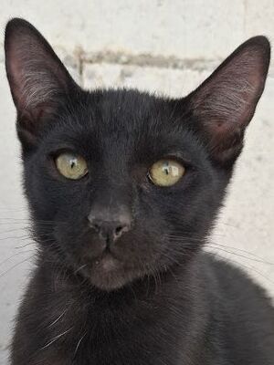 Cesar, Europäisch Kurzhaar - Kater