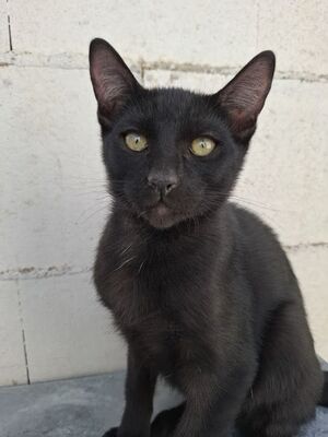 Cesar, Europäisch Kurzhaar - Kater