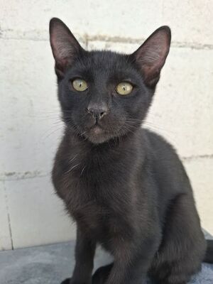 Cesar, Europäisch Kurzhaar - Kater