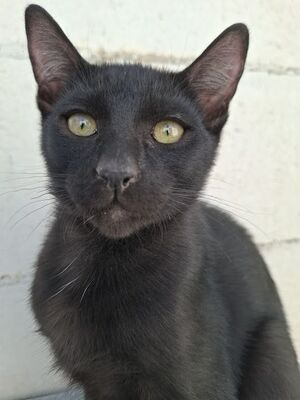 Cesar, Europäisch Kurzhaar - Kater