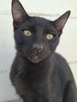 Cesar, Europäisch Kurzhaar - Kater